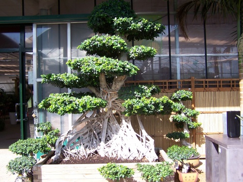 Bonsai Ficus Compacta - Natura Garden