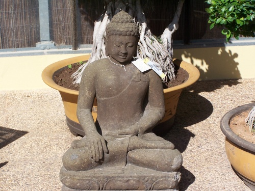 Bonsai Buda Rezando - Natura Garden