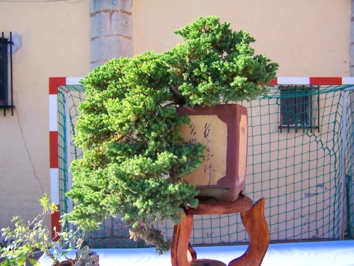 Bonsai Juniperus - Enebro Escamoso - Assoc. Bonsai Cocentaina