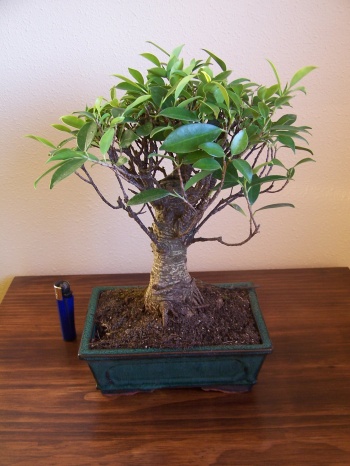 Bonsai Ficus Retusa para la foto de galeria - Miguel