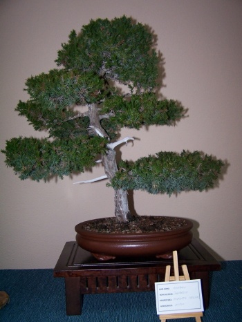 Bonsai Enebro - Juniperus estricta - Assoc. Bonsai Muro