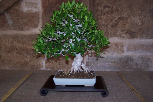Bonsai Ficus Microcarpa - AVBONSAI