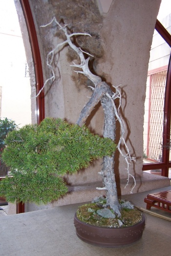 Bonsai Pino Silvestre - Pinus Silvestris - AVBONSAI