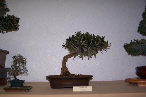 Bonsai Olivo - Olea Europaea - cbvillena