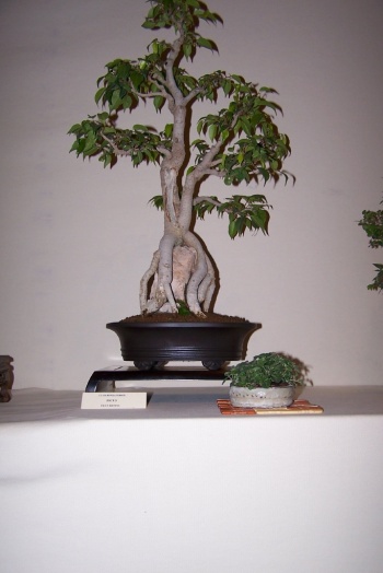 Bonsai Ficus - Ficus Retusa - cbvillena