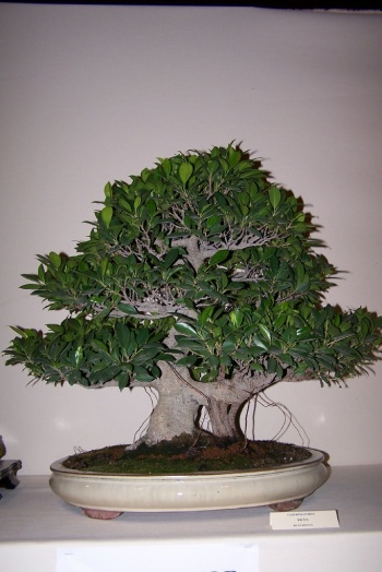 Bonsai Ficus Retusa - cbvillena