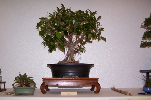 Bonsai Ficus Retusa - cbvillena