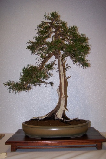 Bonsai Sabina Negra - Juniperus Phoenicea - cbvillena