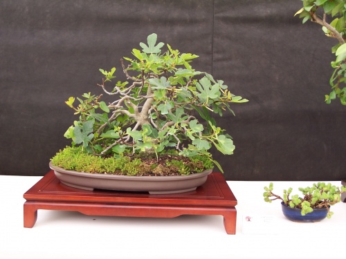 Bonsai Higuera - Ficus Carica - CBALICANTE