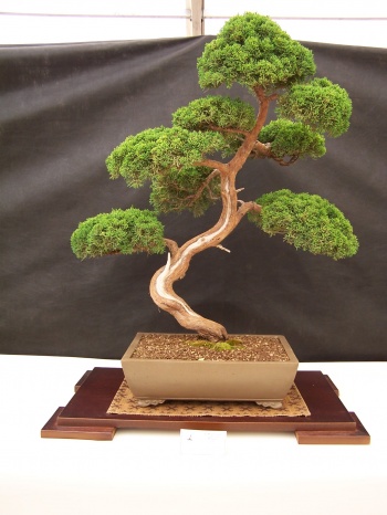 Bonsai Sabina - Juniperus Sabina - CBALICANTE