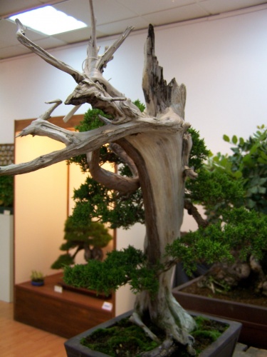 Bonsai Mario Komsta - Enebro Chino - bonsaime