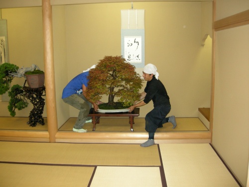 Bonsai Pequeño arce en casa de Sr. Kobayashi - huang-hito