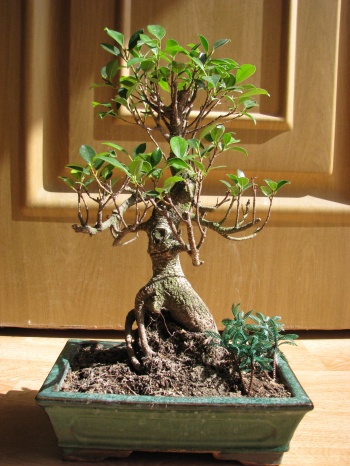 Bonsai Ficus Retusa - miguelangel