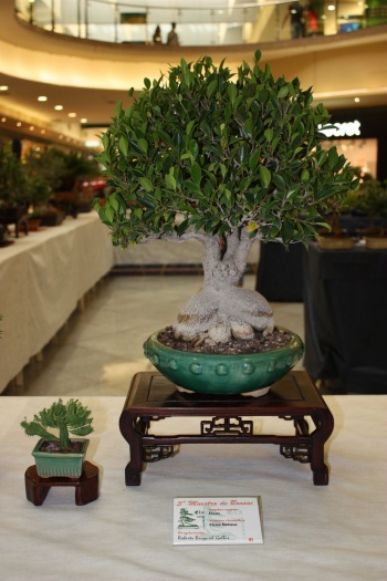 Bonsai Ficus Retusa - ilicitano