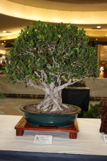 Bonsai Ficus Retusa - ilicitano