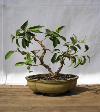 Bonsai Ficus Benjamina Mame - 64jein