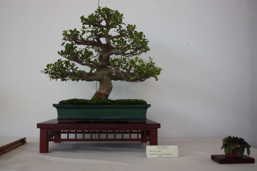 Bonsai Ficus Retusa - Murciano