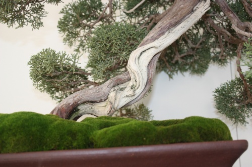 Bonsai Juniperus chinensis - Murciano