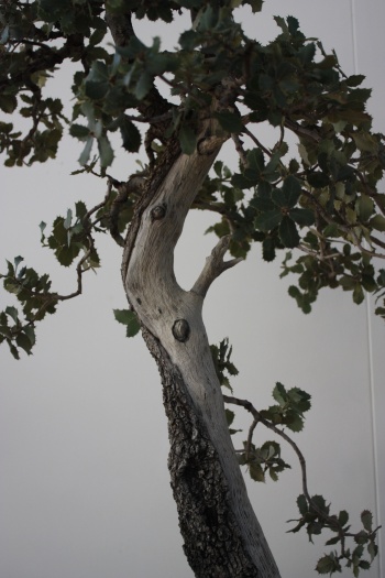 Bonsai Detalle del tronco Quercus - Alhama Murcia Bonsai - Murciano