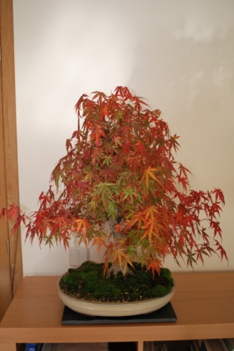 Bonsai Acer palmatum yama-momiji. Otoño 2008 - manuelse