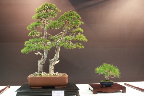 Bonsai Doble Tronco - Pinus Sylvestris - EBA Lorca