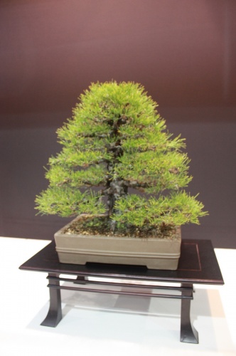 Bonsai Alfredo Norte - Pinus Thumbergii - EBA Lorca