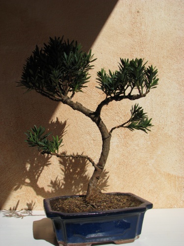 Bonsai podocarpus - rafaelcampos
