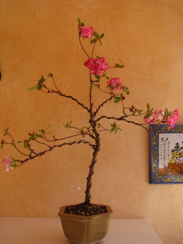 Bonsai azalea japonica - rafaelcampos