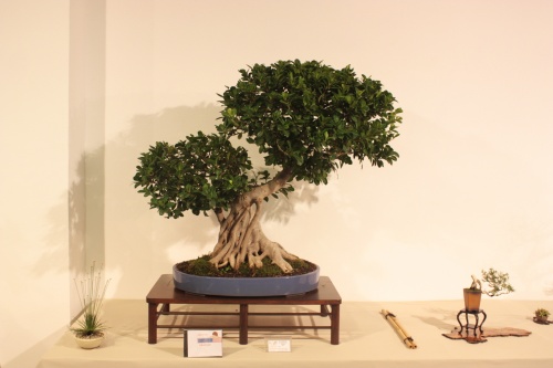 Bonsai Ficus Microcarpa Compacta - CBALICANTE