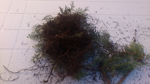 Bonsai juniperus orientalis - javel