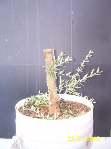 Bonsai Olivo limpiando de ramas - SARRUT