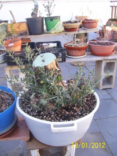 Bonsai olivo - SARRUT