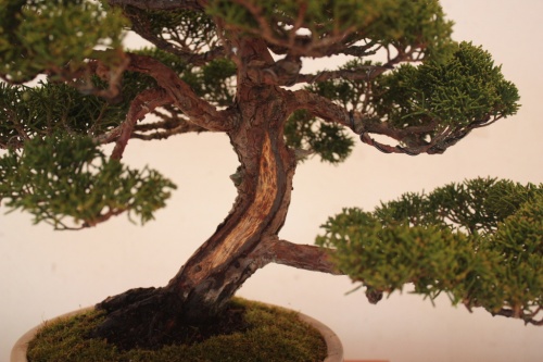 Bonsai Juniperus Chinensis - Tronco - torrevejense
