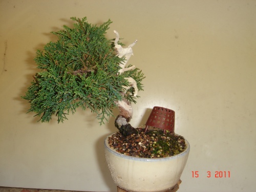 Bonsai 11060 - roberto moncho llopis