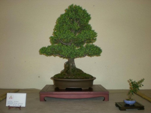 Bonsai Picea glauca conica albertiana-2 - Elias
