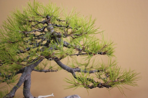 Bonsai Pino Carrasco - Pinus Halepensis - Assoc. Bonsai Cocentaina