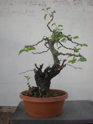Bonsai Prunus mahaleb-B1 - Elias