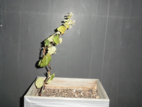 Bonsai Menbrillo planton noviembre del 2012 - SARRUT