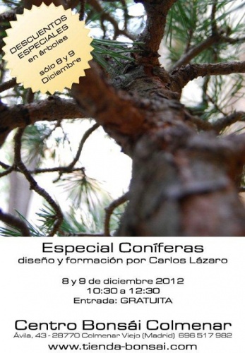 Bonsai Especial Coníferas, diseño y formación por Carlos Lázaro - eventos