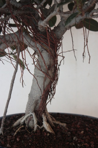 Bonsai Raices aereas Ficus Robustifolia - torrevejense
