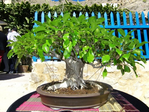 Bonsai Ficus Retusa - Bonsai Oriol
