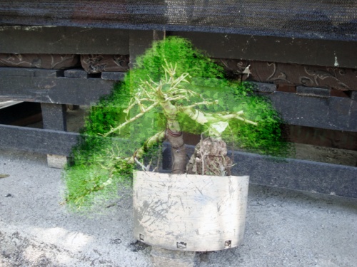 Prebonsai Ficus Retusa Formosanum idea
