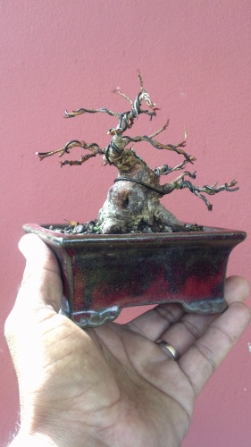 Bonsai Ficus Nerifolia - junny