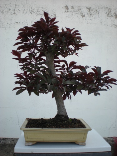 Bonsai Prunus pisardii 3 - Elias