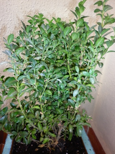 Bonsai Boj = Buxus Sempervirens= 2012 - tito satorre rodriguez
