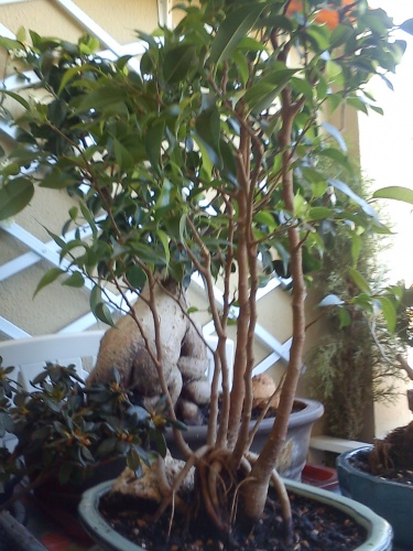 Bonsai Ficus benjamina 2012 - tito satorre rodriguez