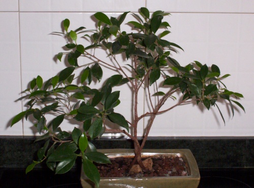 Bonsai Ficus retusa II 2002 - tito satorre rodriguez