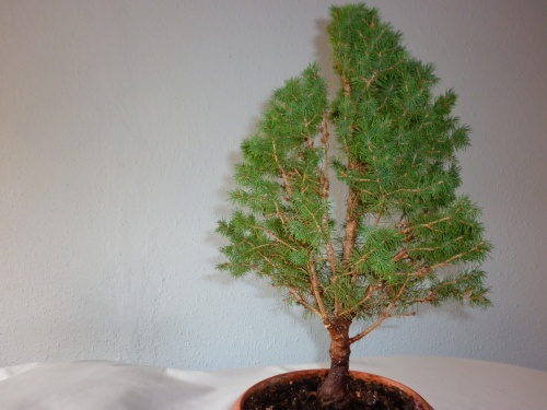 Bonsai Picea 2014 - tito satorre rodriguez
