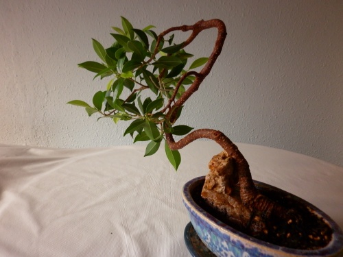 Bonsai Ficus retusa I = 2014 - tito satorre rodriguez