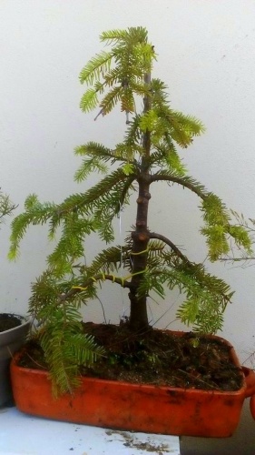 Bonsai Picea - luisquiraz